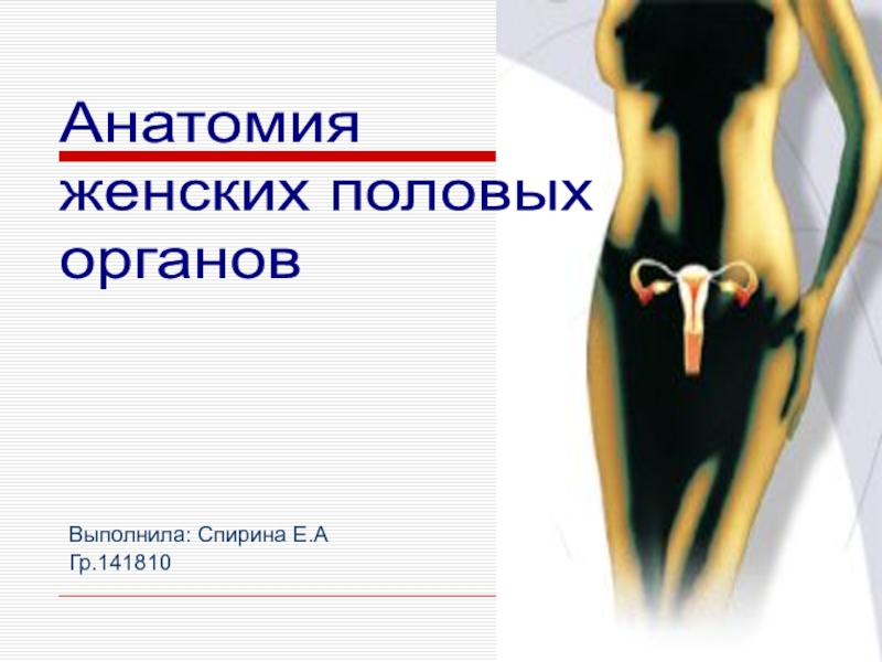 Выполнила: Спирина Е.А
Гр.141810
Анатомия
женских половых
органов