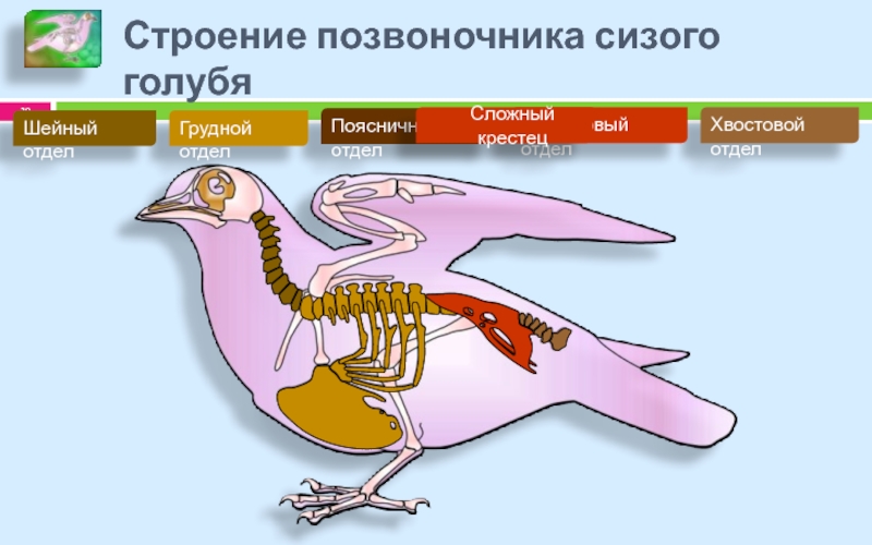 Скелет птиц приспособлен к полету