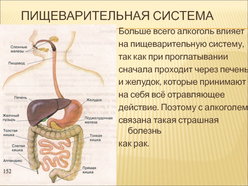 Анализы пищеварительной системы. Пищеварительная система человека. Алкоголь и пищеварительная система.