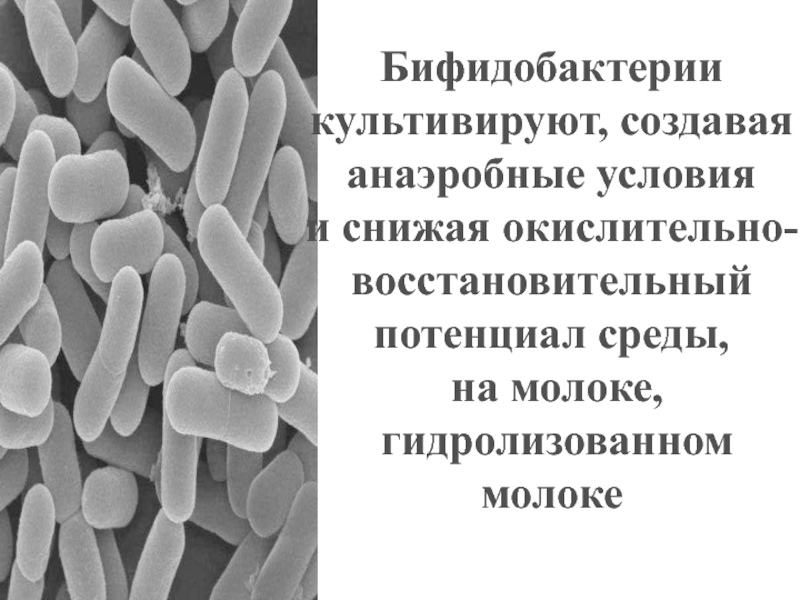 Бифидобактерии человек