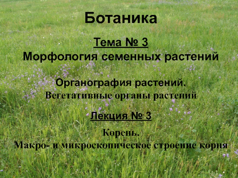 Ботаника
Тема № 3
Морфология семенных растений
Органография
