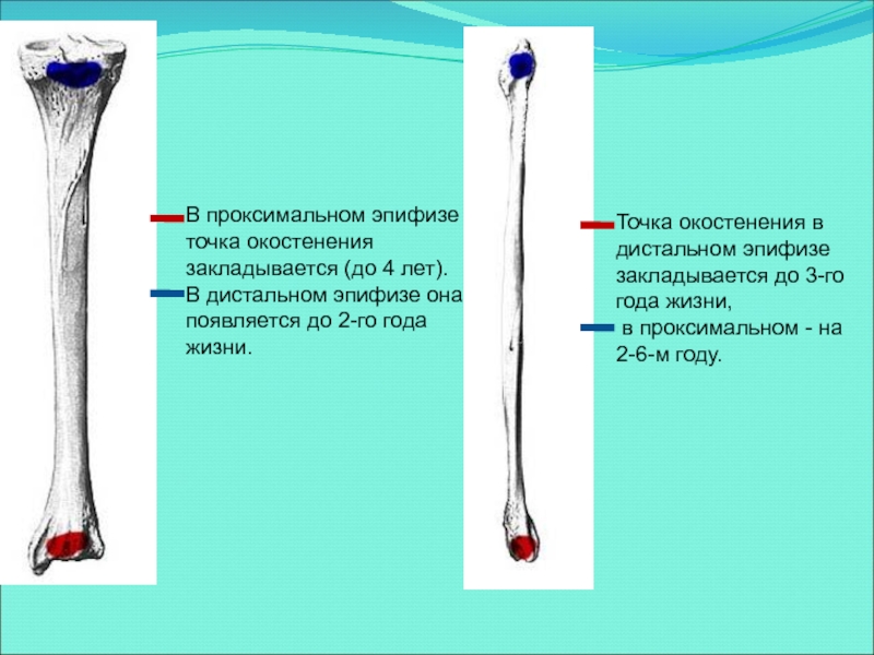 Проксимальная кость дистальная. Эпифиз большеберцовой кости. Костный эпифиз малоберцовой кости. Проксимальный эпифиз. Проксимальный и дистальный эпифиз.