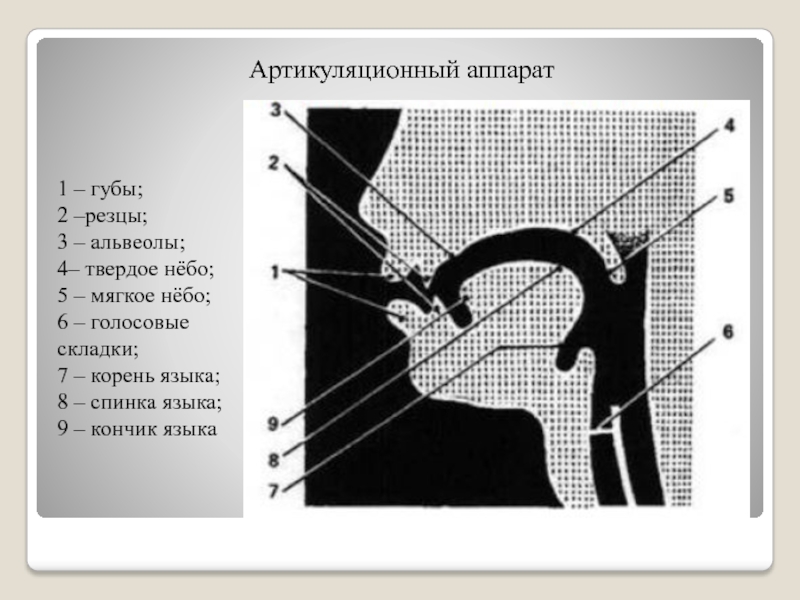 Анатомия патология органов речи