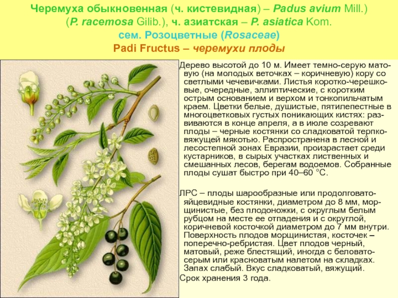 Черемуха обыкновенная используют семена для размножения