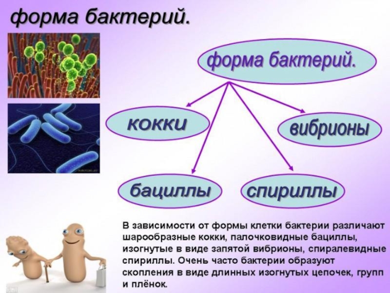 Мини проект по биологии