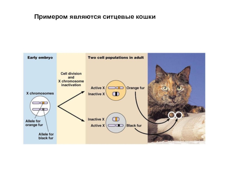 Что является примером. Законы Менделя на кошках. Образцом чего являются кошки. Задачи Менделя кошки. Закономерность животных связанных с котом.