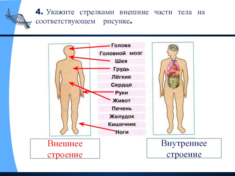 2 класс тех карта строение тела человека