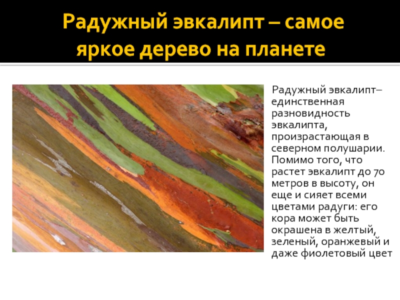Радужный эвкалипт – самое   яркое дерево на планете   Радужный эвкалипт– единственная разновидность