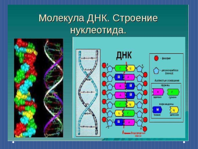 Схема строения молекулы днк