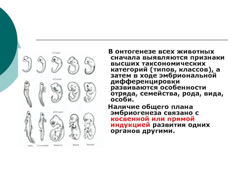 Онтогенез основа филогенеза презентация