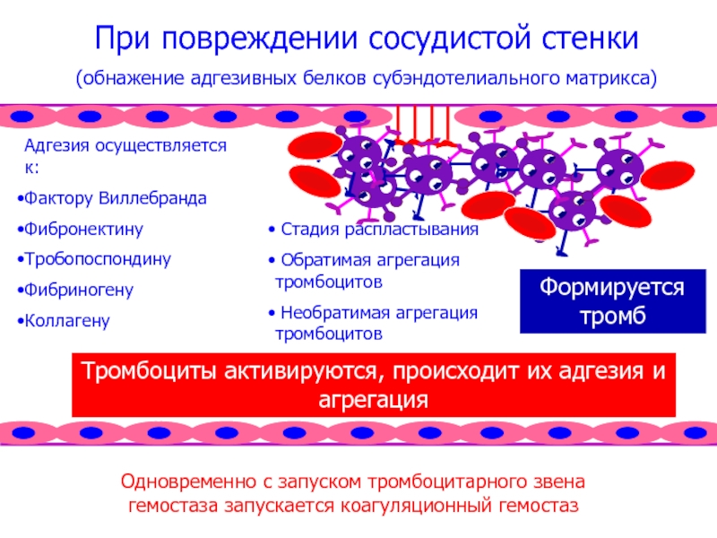 Адгезию тромбоцитов к сосудистой стенке обеспечивает