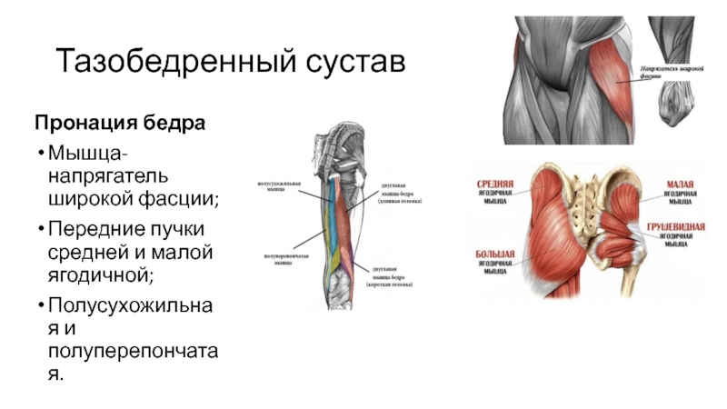 Пронация и супинация бедра. Движения в тазобедренном суставе мышцы. Пронация тазобедренного сустава. Супинация тазобедренного сустава.