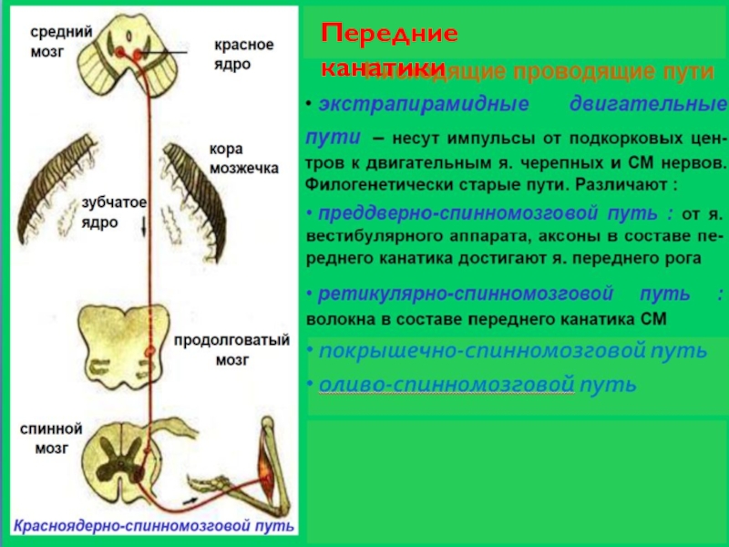 Красноядерно спинномозговой путь схема