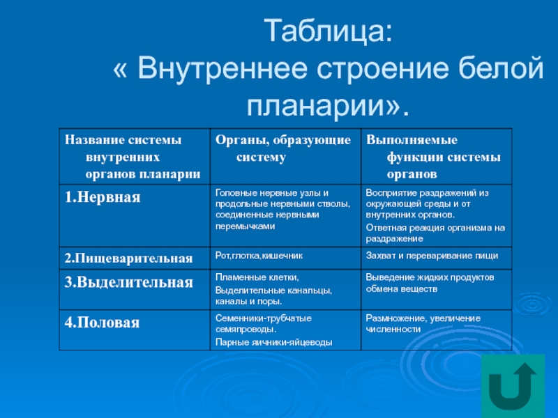 Системы органов белой планарии таблица