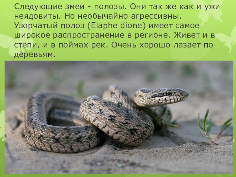 Змей волгоградской области