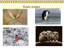 Опорно-двигательная система птиц