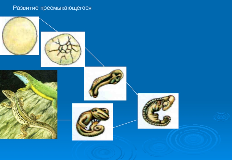 Индивидуальное развитие организма 10 класс биология тест. Развитие пресмыкающихся. Пресмыкающиеся развитие с превращением. У пресмыкающихся развитие с превращением. Возможность развития пресмыкающихся без Метаморфоза обусловлено.