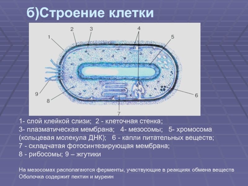 Для клетки прокариот характерно. Схема строения прокариотической клетки. Строение прокариотической бактериальной клетки. Прокариотическая клетка бактерии строение. 1. Строение прокариотической клетки.
