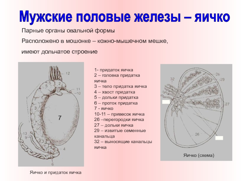 Размеры придатков яичек. Внутреннее строение яичка. Схема яичка. Привесок придатка яичка анатомия. Дольки яичка.