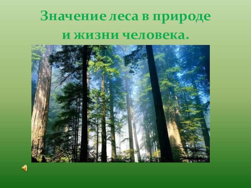 Природное сообщество лес. Жизнь леса. Почему лес природное сообщество