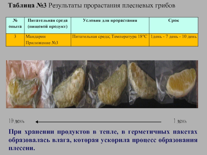 Таблица №3 Результаты прорастания плесневых грибовПри хранении продуктов в тепле, в герметичных пакетах образовалась влага, которая ускорила