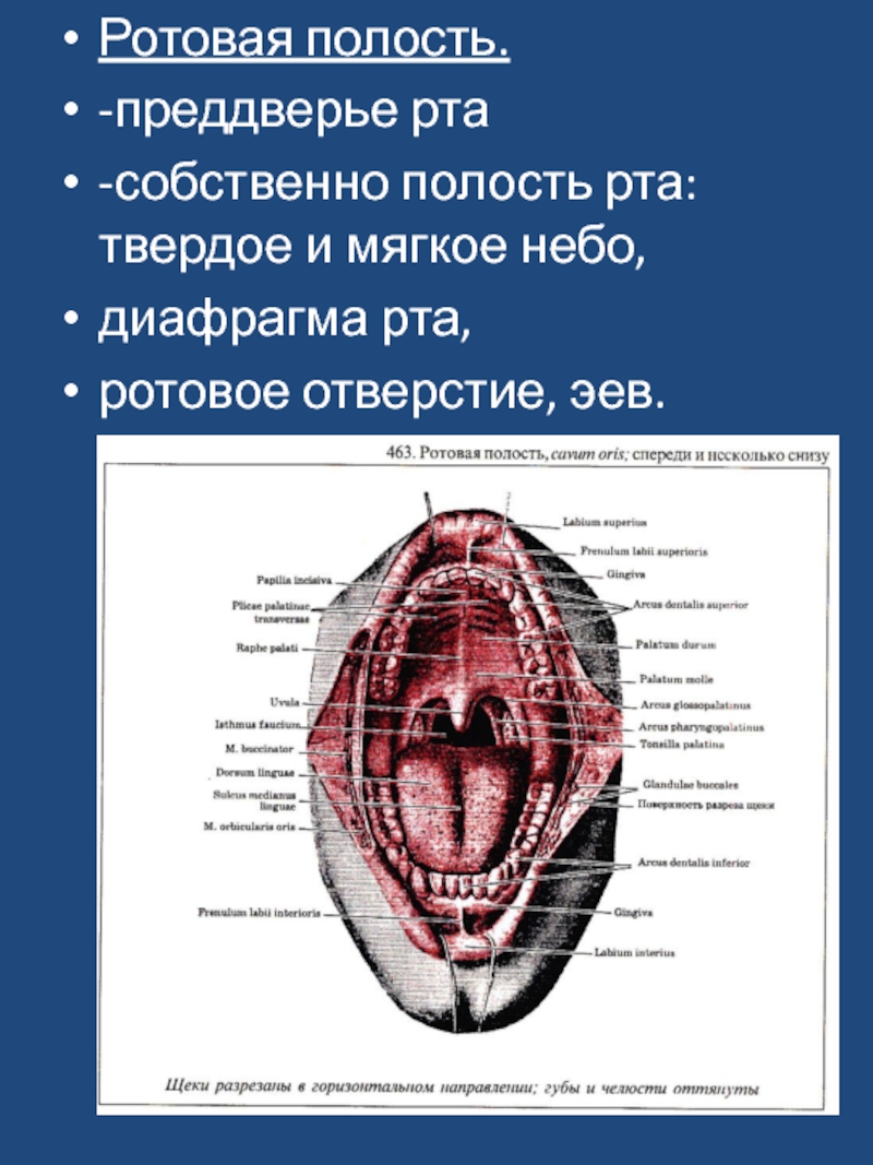 Строение ротовой полости преддверие рта