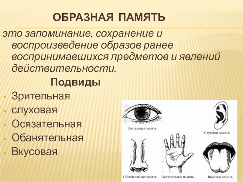 Воспроизведение образов. Образная память. Виды образной памяти. Примеры образной памяти. Виды памяти Зрительная слуховая.