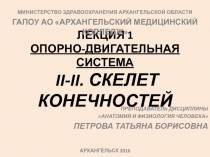 ЛЕКЦИЯ 1 ОПОРНО-ДВИГАТЕЛЬНАЯ СИСТЕМА II - II. СКЕЛЕТ КОНЕЧНОСТЕЙ