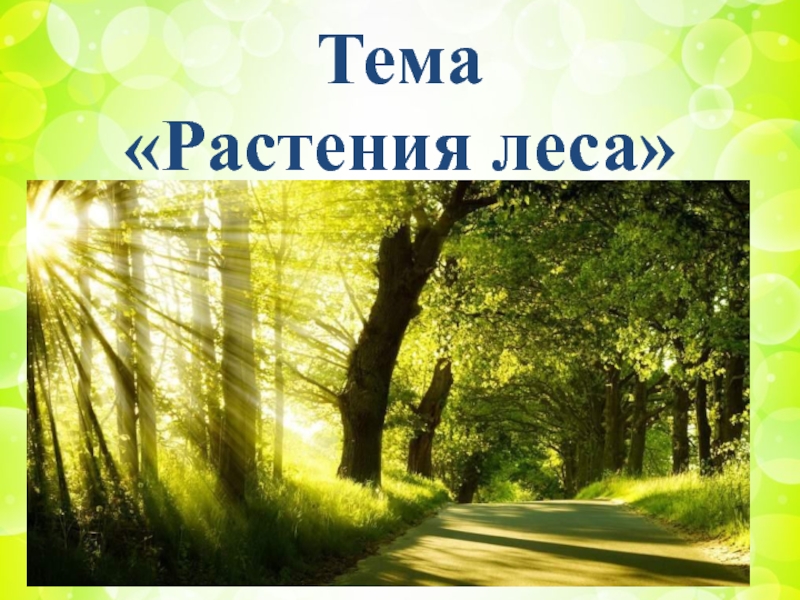 3 растения леса. Тема растения леса. Проект растения нашего леса 3 класс. Презентация растения леса 1 класс. Проект мой лес 3 класс.