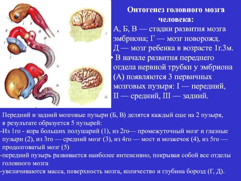 Онтогенез книги. Стадии развития головного мозга человека. Онтогенез головного мозга. Онтогенез мозга человека. Этапы развития головного мозга в онтогенезе.