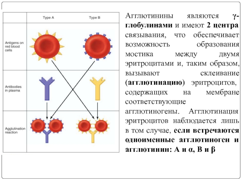 Антитела 2 группы крови