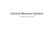 Central Nervous System