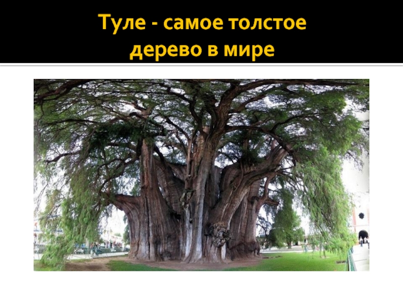 Туле - самое толстое  дерево в мире