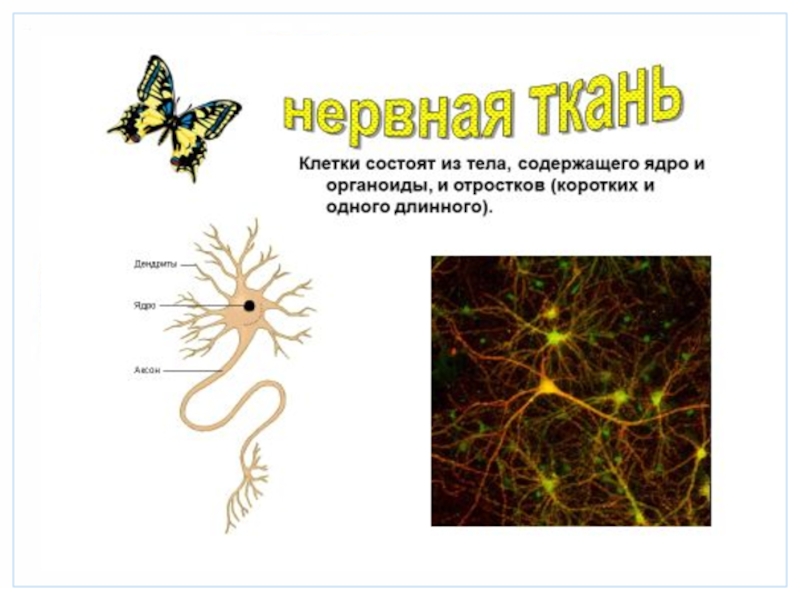 Организм как единое целое 6 класс презентация