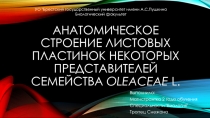 Анатомическое строение листовых пластинок некоторых представителей семейства