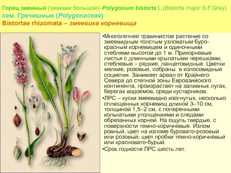 Горец змеиный рисунок