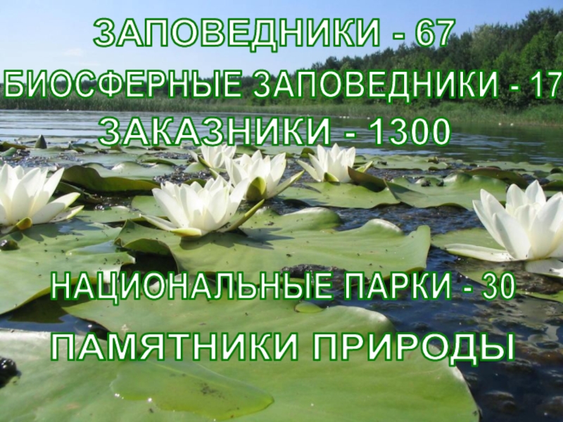 Заповедники заказники национальные парки памятники природы презентация