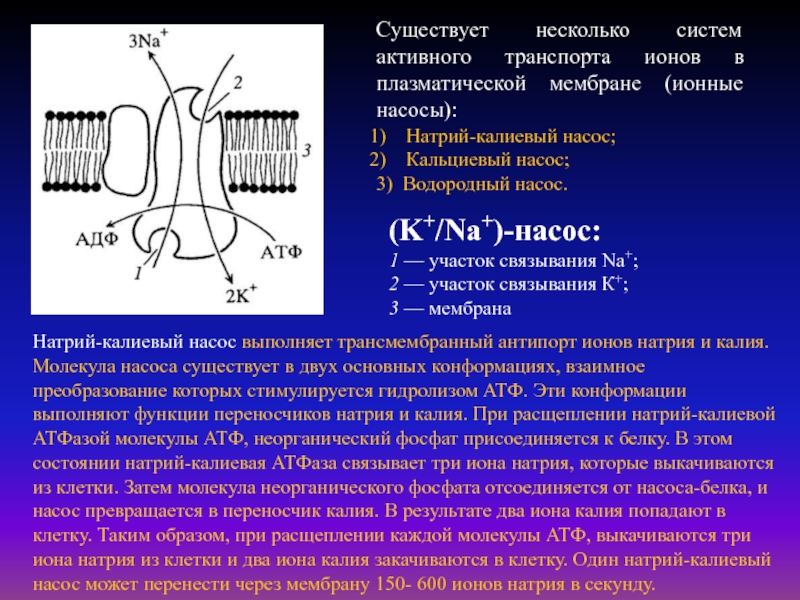 Калий натриевый насос схема