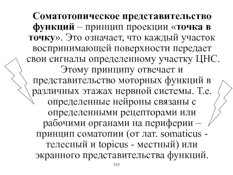 Проекция функции. Соматотопический принцип. Принцип соматотопической организации. Соматотопическая организация проекции. Соматотопической проекции функций в ЦНС.