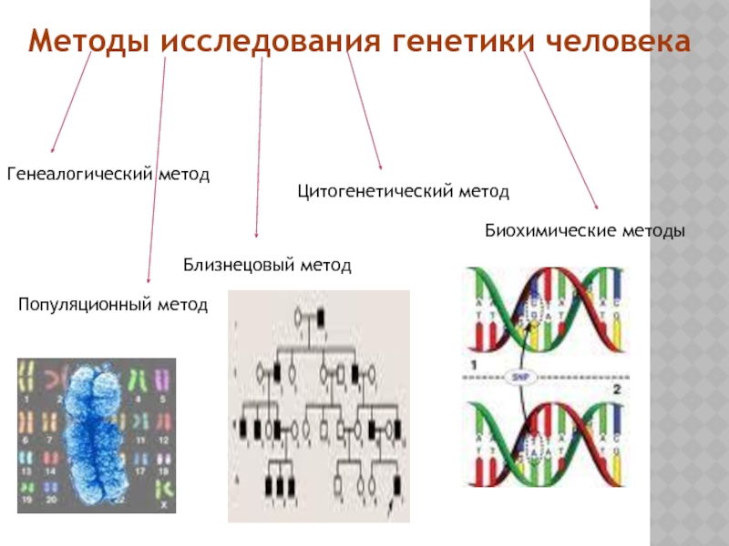 Методы генетики человека презентация