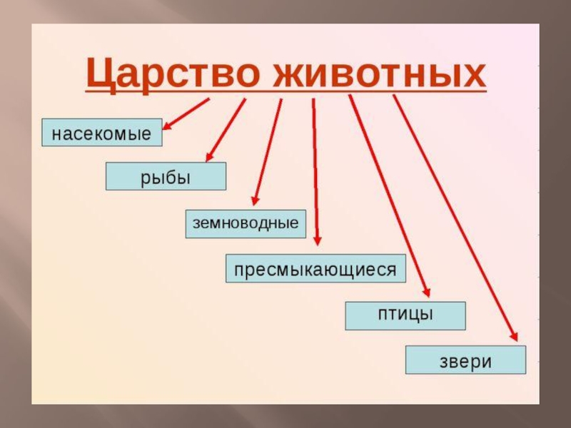 Классы животного мира схема