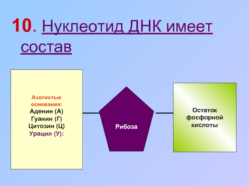 Схема строения нуклеотида днк