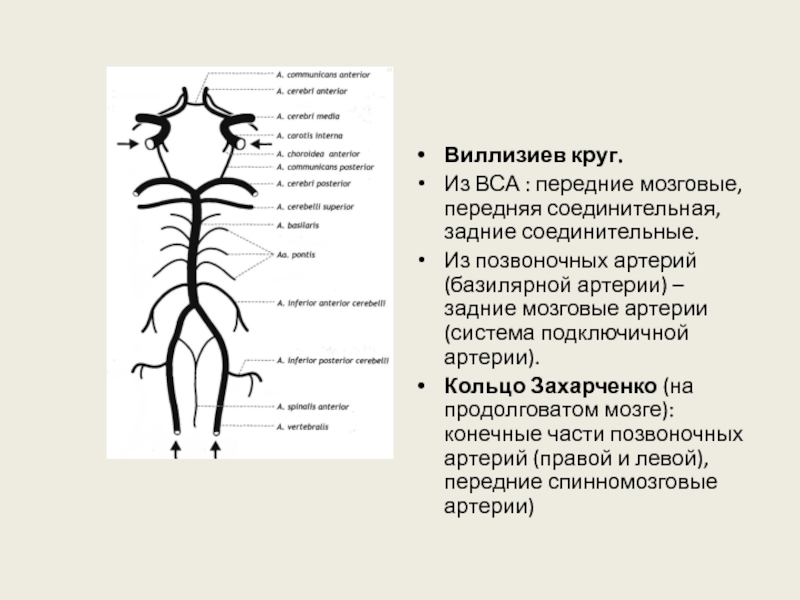 Круги кровообращения головного мозга. Кровоснабжение мозга Виллизиев круг. Кровоснабжение головы Виллизиев круг. Анатомия сосуды Виллизиев круг. Артериальный круг большого мозга Виллизиев круг.