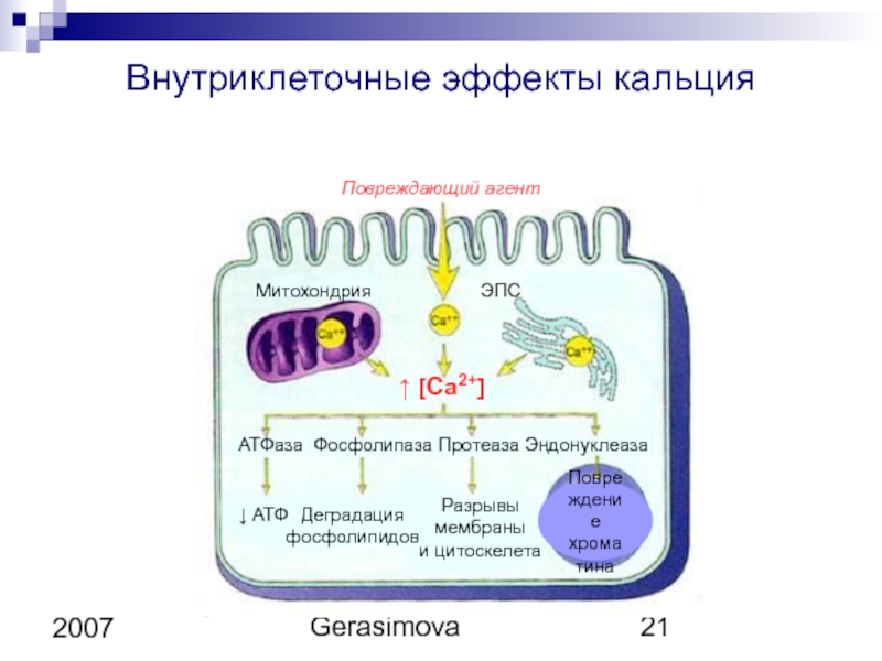 Митохондрия синтез атф эпс. Внутриклеточное накопление ионов кальция. Схема поступления и выведения ионов кальция из клеток.