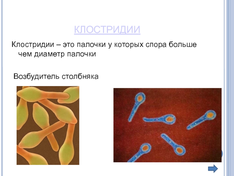 Клостридии это. Палочки клостридии. Палочка клостридиум. Споры клостридий. Клостридии споры.