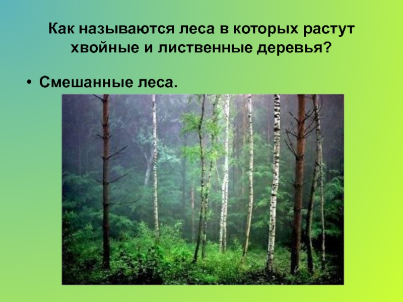 Презентация растения и животные леса 4 класс школа россии окружающий мир