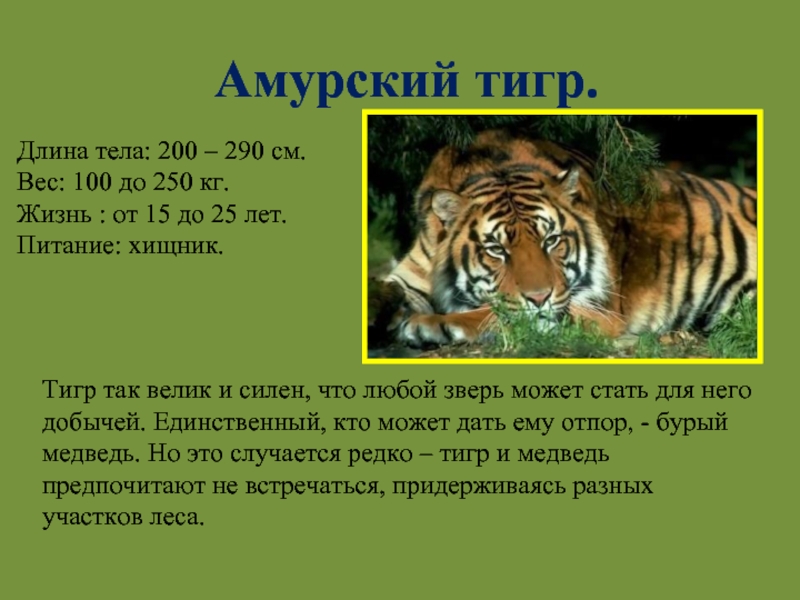 Сколько в мире амурских тигров. Амурский тигр вес вес. Вес Амурского тигра. Амурский тигр длина тела. Амурский тигр вес.