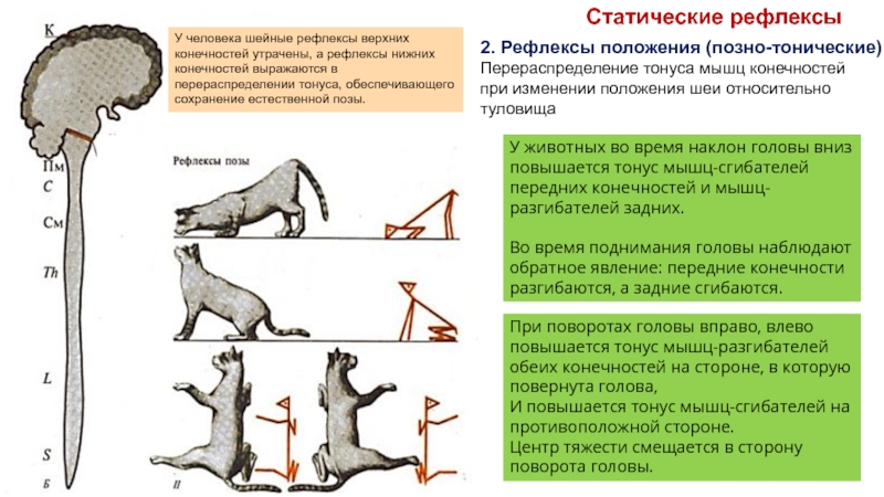 Рефлекс мышц. Статитические рефлексы. Тонус мышц разгибателей. Статические рефлексы животных. Повышенный тонус мышц разгибателей.