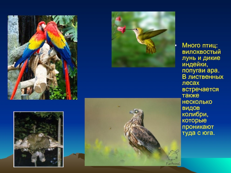 Много птиц: вилохвостый лунь и дикие индейки, попугаи ара. В лиственных лесах встречается также несколько видов колибри,