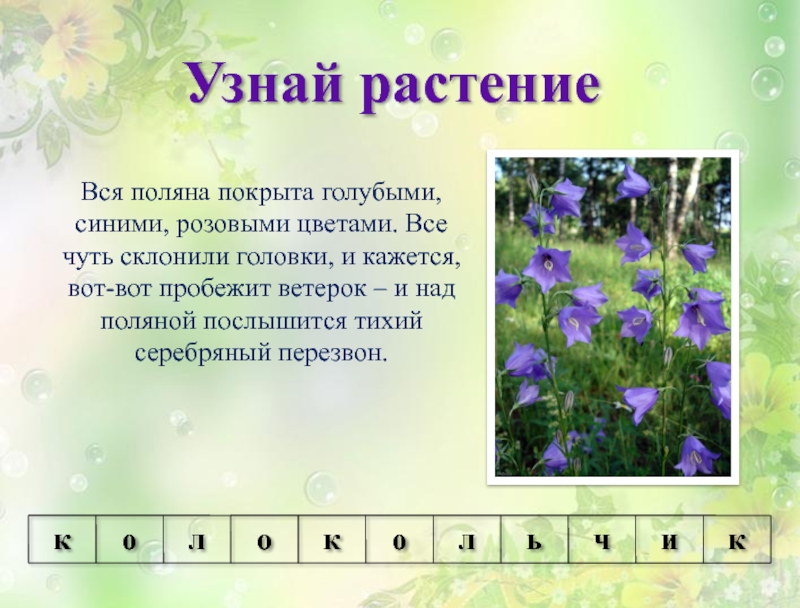 Найти какое растение. Узнай растение по описанию. Угадай растение по описанию. Игра узнай растение. Игра узнай растение по описанию.